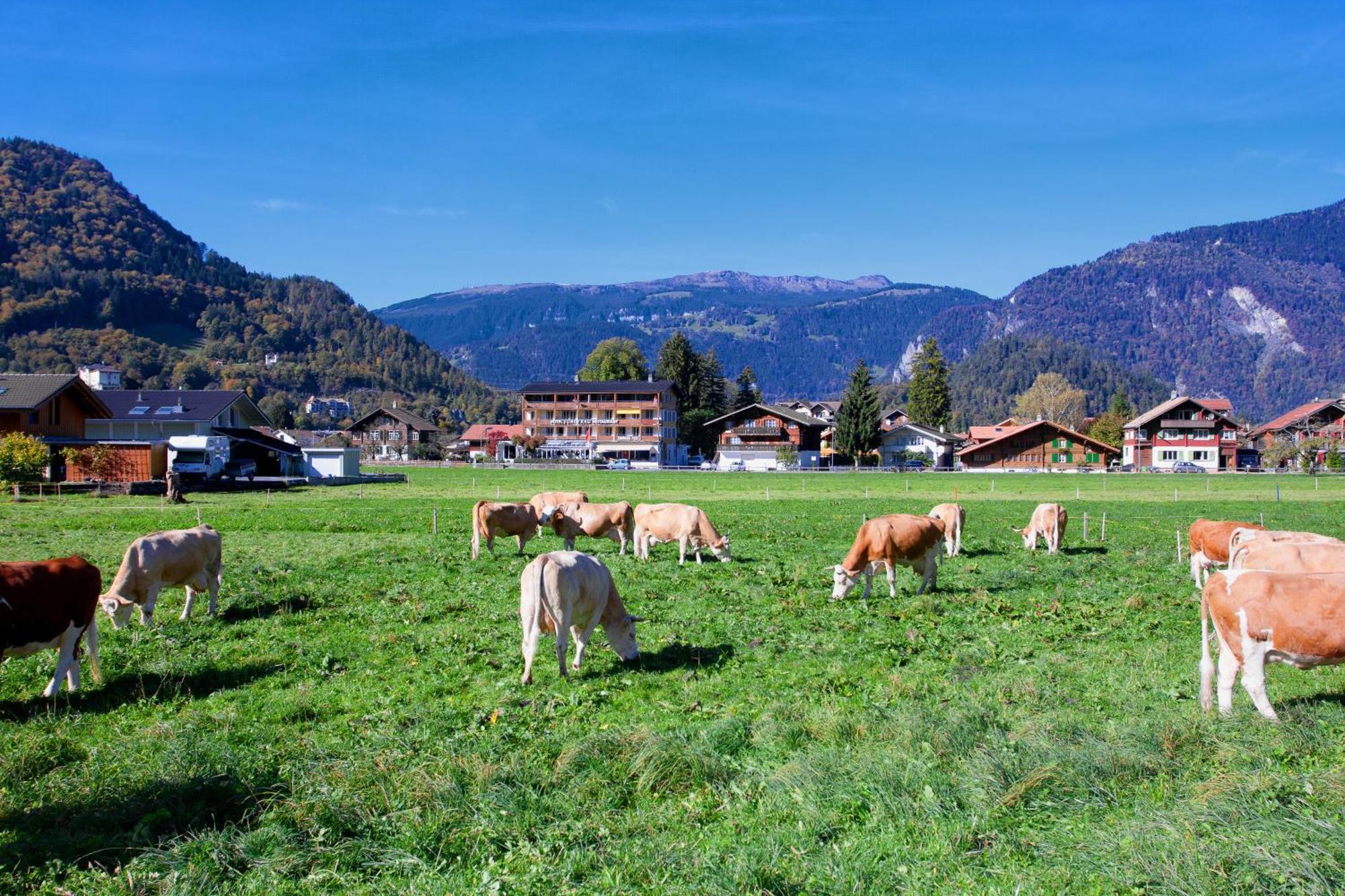 Jungfrau Hotel Wilderswil Zewnętrze zdjęcie